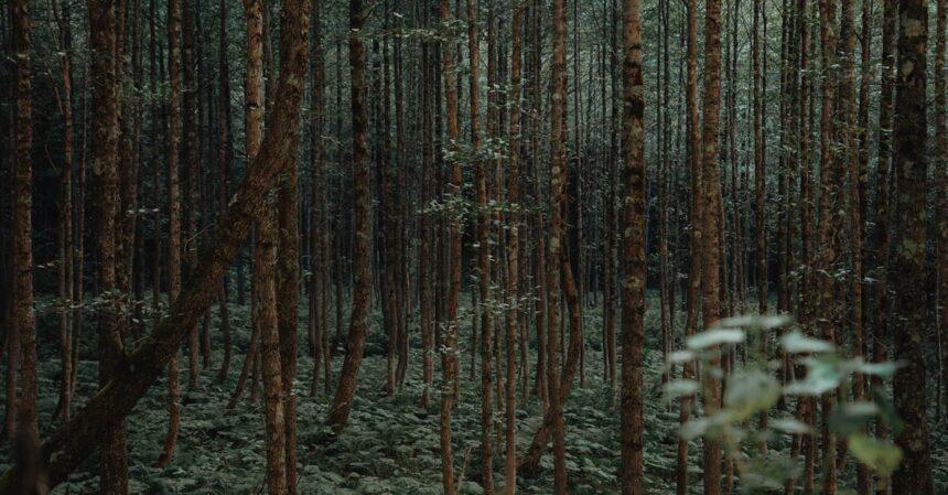 découvrez artvin, une perle cachée de la turquie, réputée pour ses paysages époustouflants, ses forêts luxuriantes et sa culture riche. explorez ses montagnes majestueuses, ses rivières cristallines, et laissez-vous séduire par l'hospitalité chaleureuse de ses habitants.