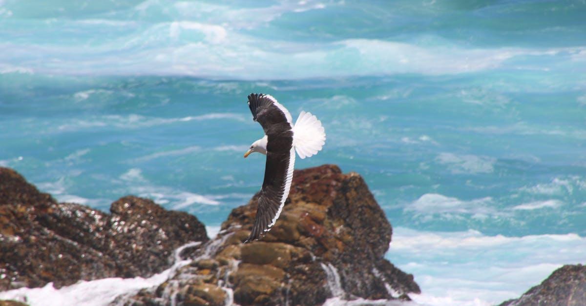 découvrez les plages envoûtantes de la mer noire, où le sable doré rencontre des eaux cristallines. profitez de paysages pittoresques, d'activités nautiques et d'une ambiance relaxante tout au long de l'année.