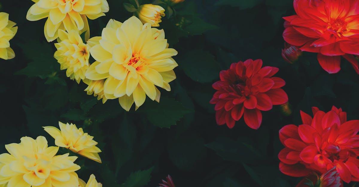 découvrez le çiçek pasajı, un lieu emblématique d'istanbul où l'odeur des fleurs et l'ambiance vibrante captivent les visiteurs. explorez ses boutiques colorées, savourez des délices culinaires dans ses restaurants traditionnels et plongez dans l'histoire et la culture turque. un incontournable pour les amoureux de la beauté et de l'authenticité.