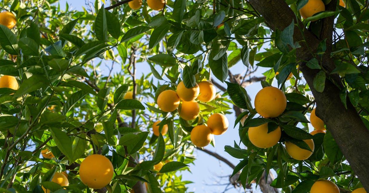 découvrez göcek, une charmante station balnéaire en turquie, célèbre pour ses magnifiques baies, ses eaux turquoise et ses yachts élégants. profitez des plages ensoleillées, explorez des sites historiques et savourez une délicieuse cuisine locale dans ce véritable paradis méditerranéen.