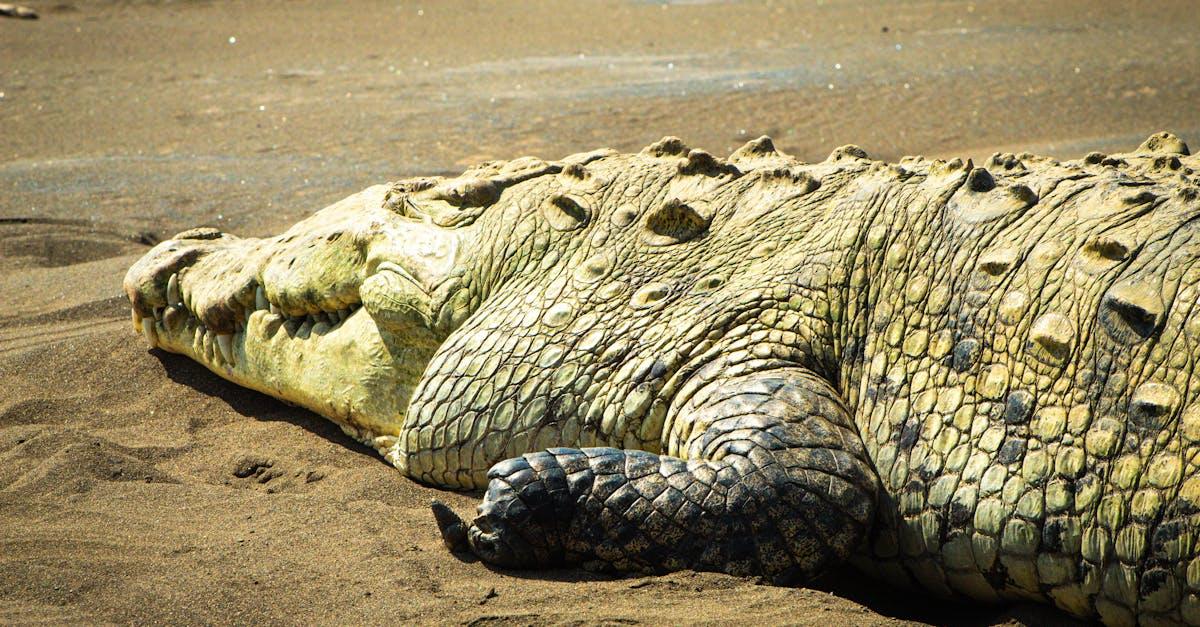 découvrez la magnifique plage d'iztuzu, un écrin de nature préservée en turquie, célèbre pour son sable doré et ses eaux cristallines. profitez d'un cadre idyllique, idéal pour la baignade et l'observation des tortues caretta. un endroit parfait pour les amoureux de la nature et les aventuriers !