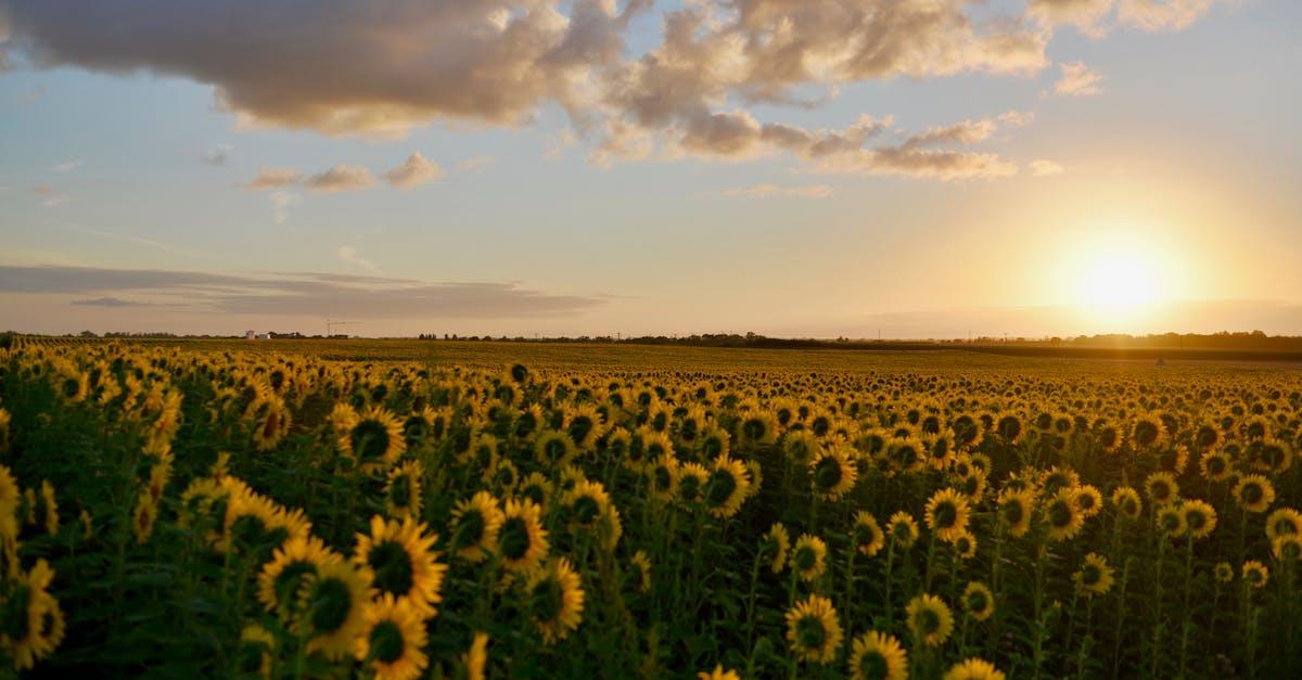 découvrez tout ce qu'il faut savoir sur l'allergie au tournesol : symptômes, causes, et conseils pratiques pour gérer cette condition. protégez votre santé tout en profitant de la beauté des fleurs qui vous entourent.