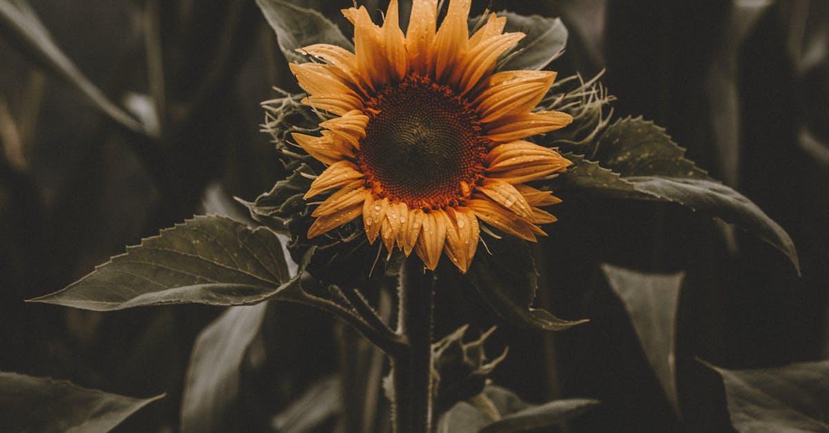 découvrez tout ce qu'il faut savoir sur l'allergie au tournesol, ses symptômes, les causes, les traitements possibles et comment gérer cette condition pour améliorer votre qualité de vie.