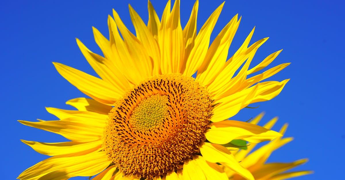 découvrez tout sur l'allergie au tournesol : symptômes, causes et traitements. informez-vous sur les précautions à prendre pour éviter les réactions allergiques et améliorer votre qualité de vie.