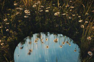 découvrez tout ce qu'il faut savoir sur l'allergie au tournesol : symptômes, causes, traitements et conseils pour éviter les réactions allergiques. protégez votre santé et vivez sereinement avec nos informations complètes.